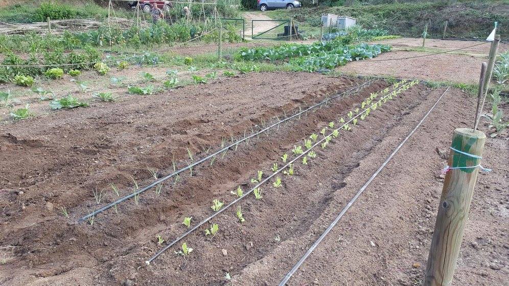 Iniciar un hort ecològic pas a pas