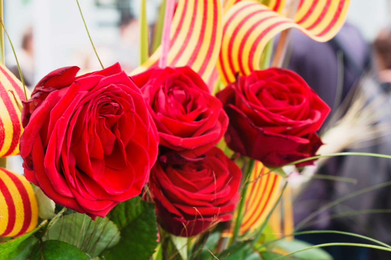 Roses vermelles tradicionals de la Diada de Sant Jordi, el 23 d'abril a Catalunya
