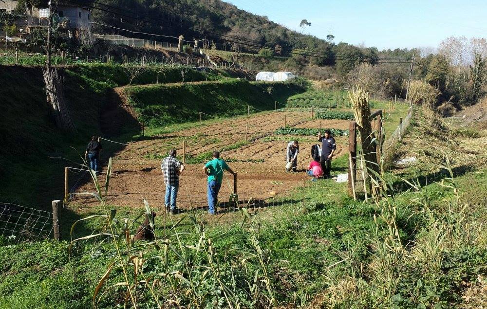 Persona cultivando huerto urbano: beneficios para la salud mental y física con hortoterapia