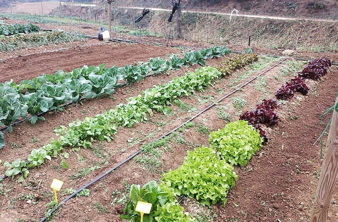 Cultivos ecológicos en huerto familiar en el Vallès Oriental
