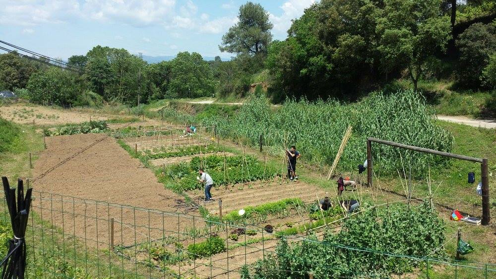 Huertos urbanos de Sant Fost - imagen 03