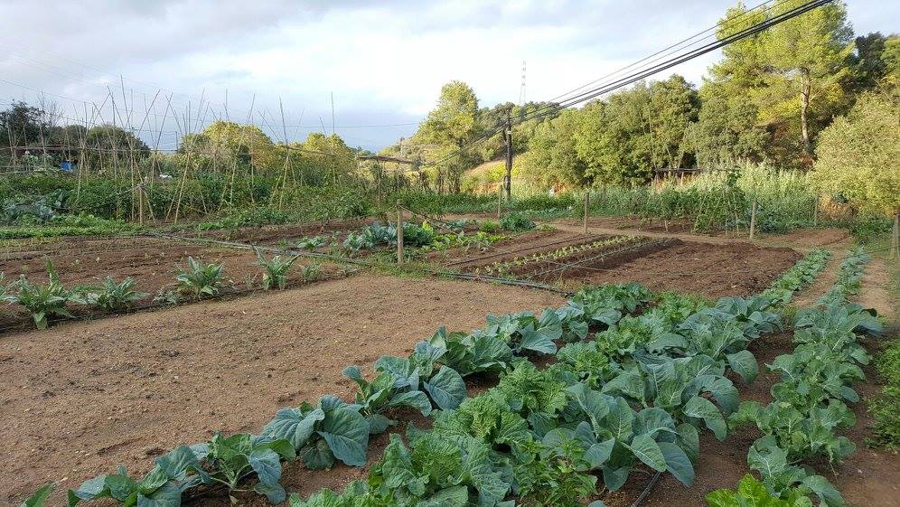 Huertos urbanos de Sant Fost - imagen 07