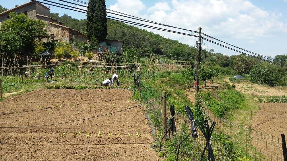 Huertos urbanos de Sant Fost - imagen 10