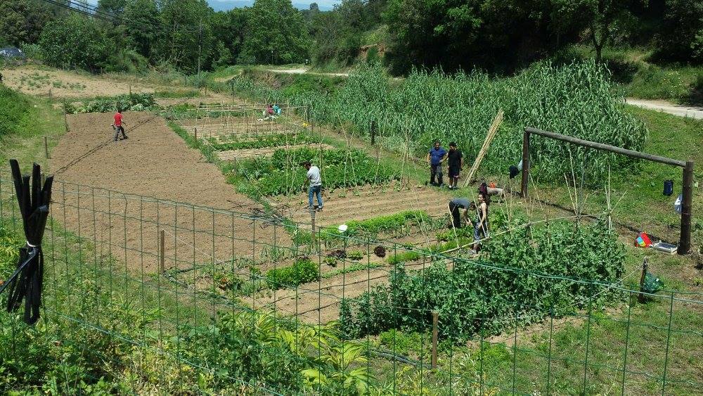 Huertos urbanos de Sant Fost - imagen 12