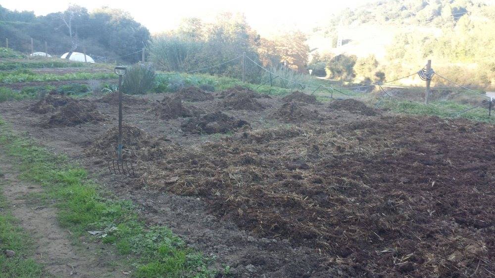 Huertos urbanos de Sant Fost - imagen 14