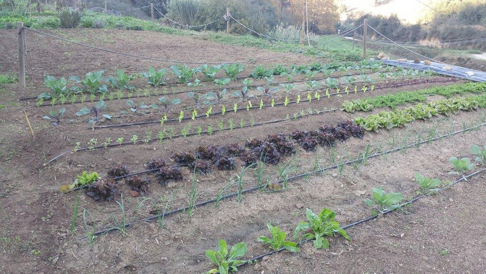 Huertos urbanos de Sant Fost - imagen 19