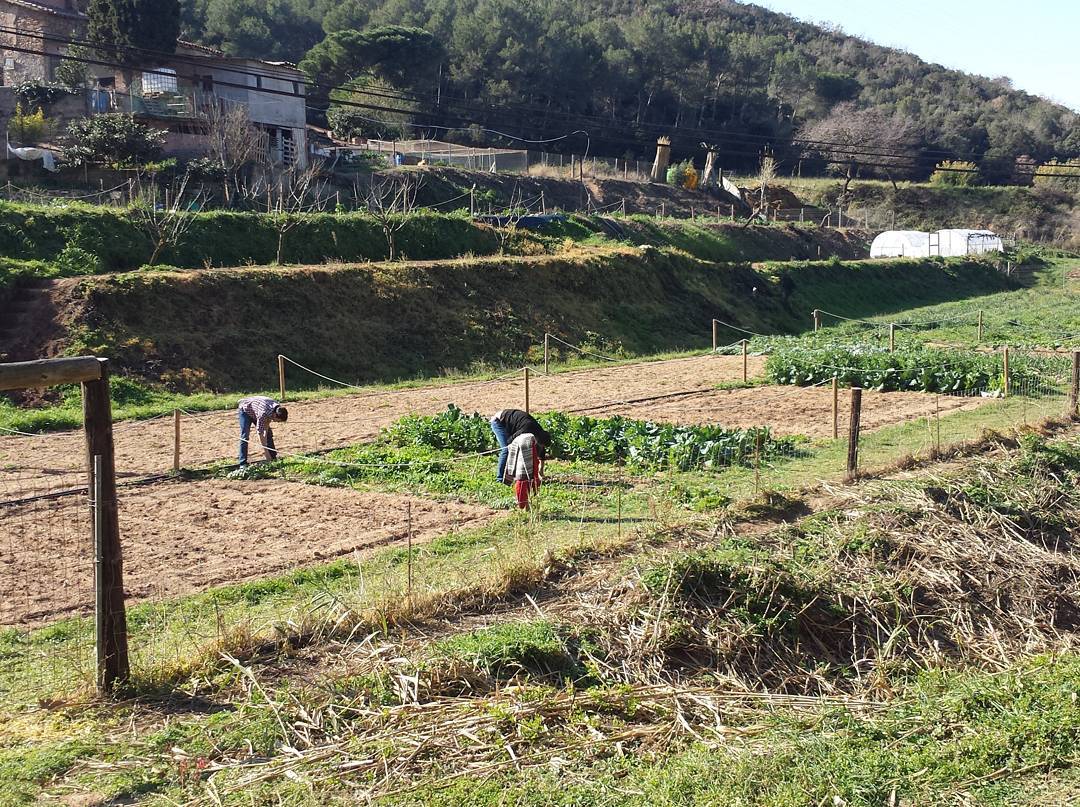 Parcelas de huerto delimitadas en el Vallès Oriental con riego automático