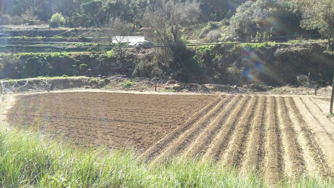 Tomates ecológicos cultivados en huerto urbano de Can Torrens Vell