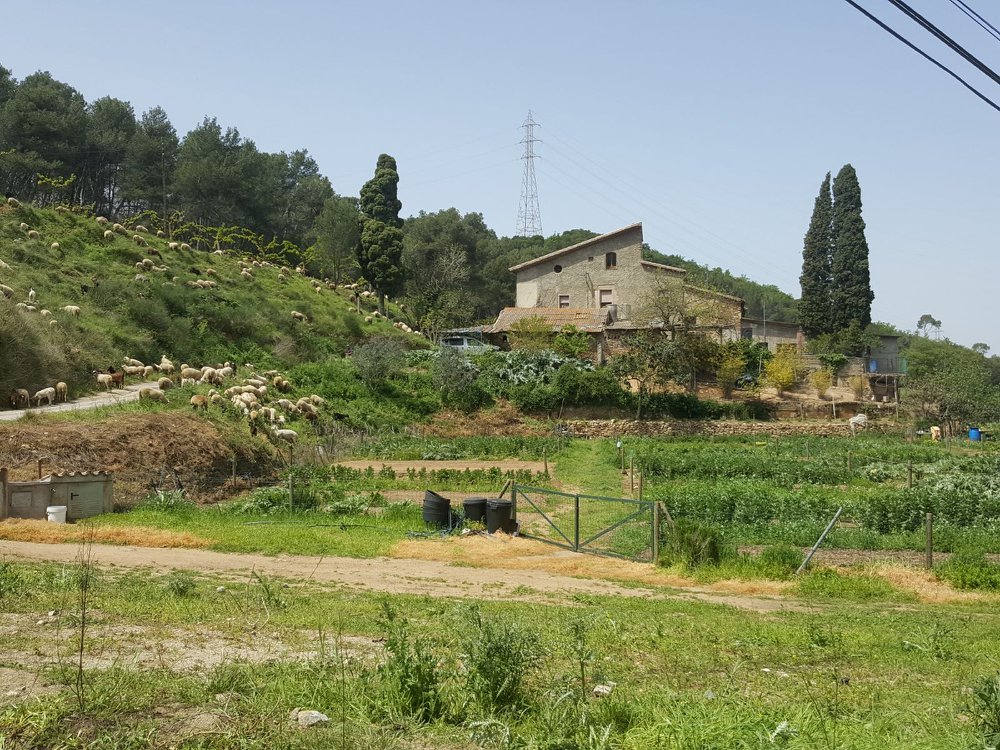 Masía Can Torrens Vell - detalle 01