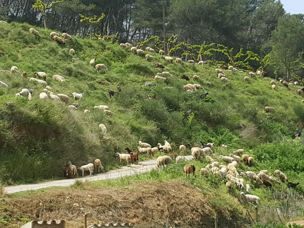 Masía Can Torrens Vell - detalle 02
