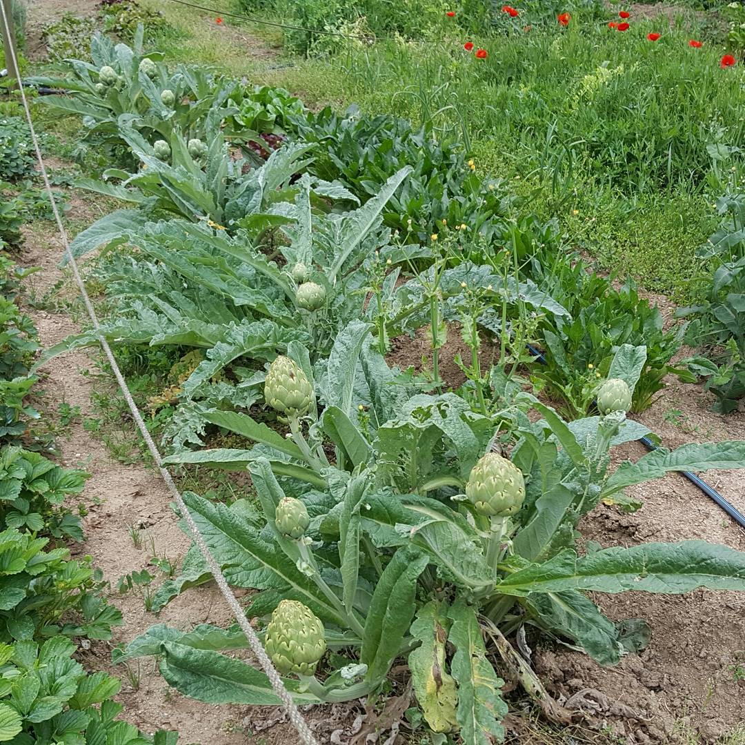 Cultivos ecológicos y agricultura sostenible en el Parc de la Serralada de Marina
