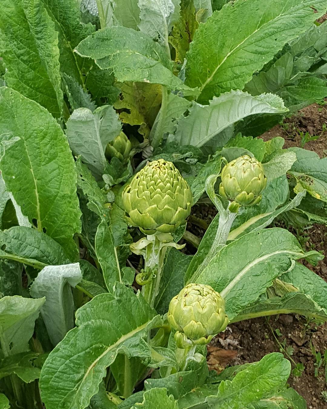 Planta de tomate ecológico en proceso de cultivo en Can Torrens Vell