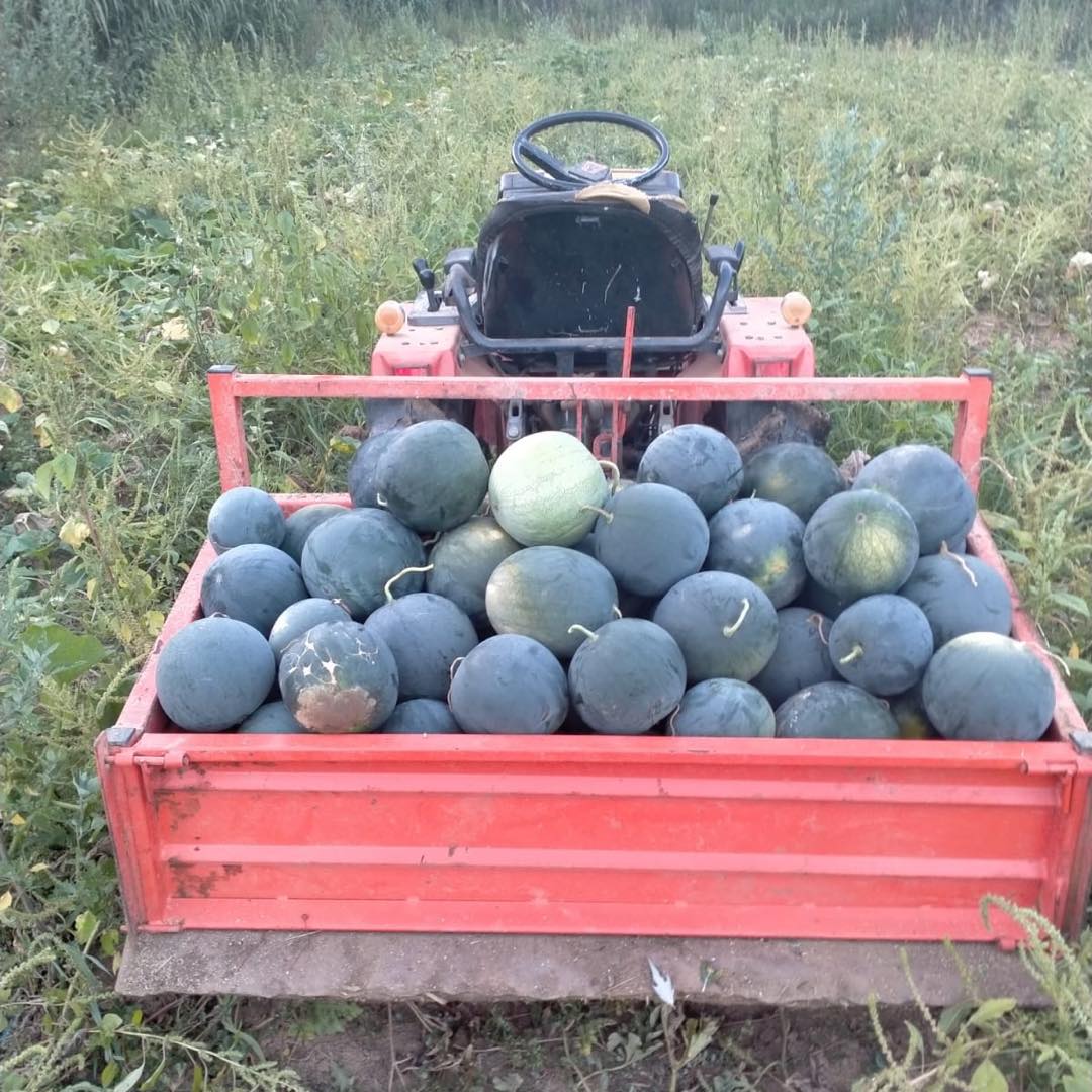 Plantas ecológicas del huerto - imagen 01