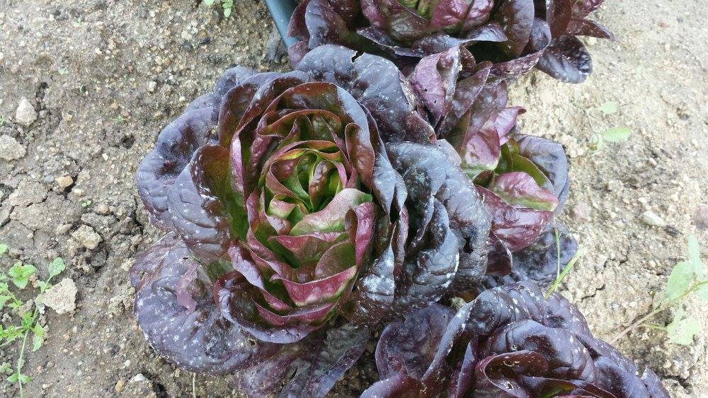 Plantas ecológicas del huerto - imagen 02