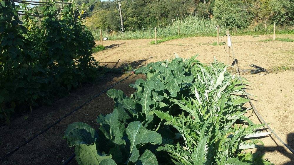 Plantas ecológicas del huerto - imagen 03