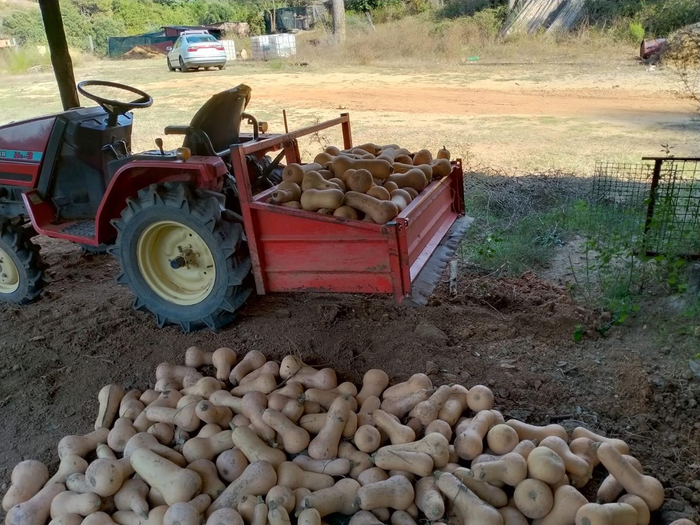 Plantas ecológicas del huerto - imagen 04