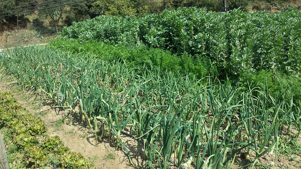 Plantas ecológicas del huerto - imagen 05
