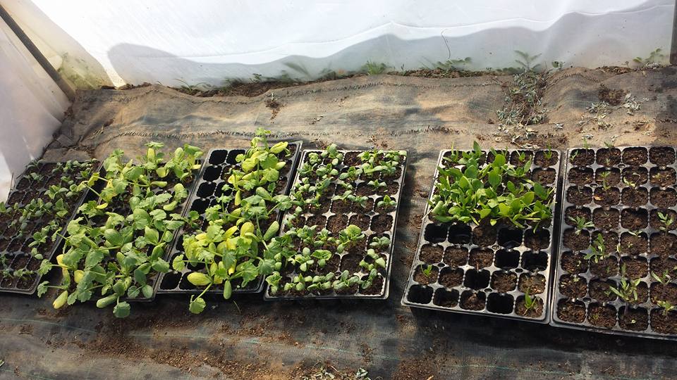 Plantas ecológicas del huerto - imagen 06