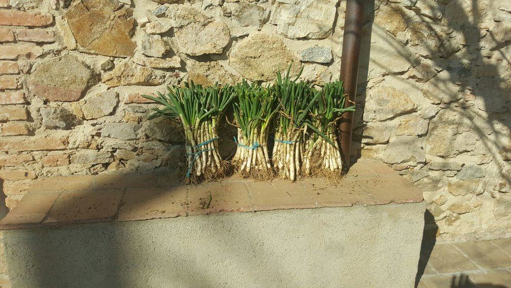 Plantas ecológicas del huerto - imagen 07