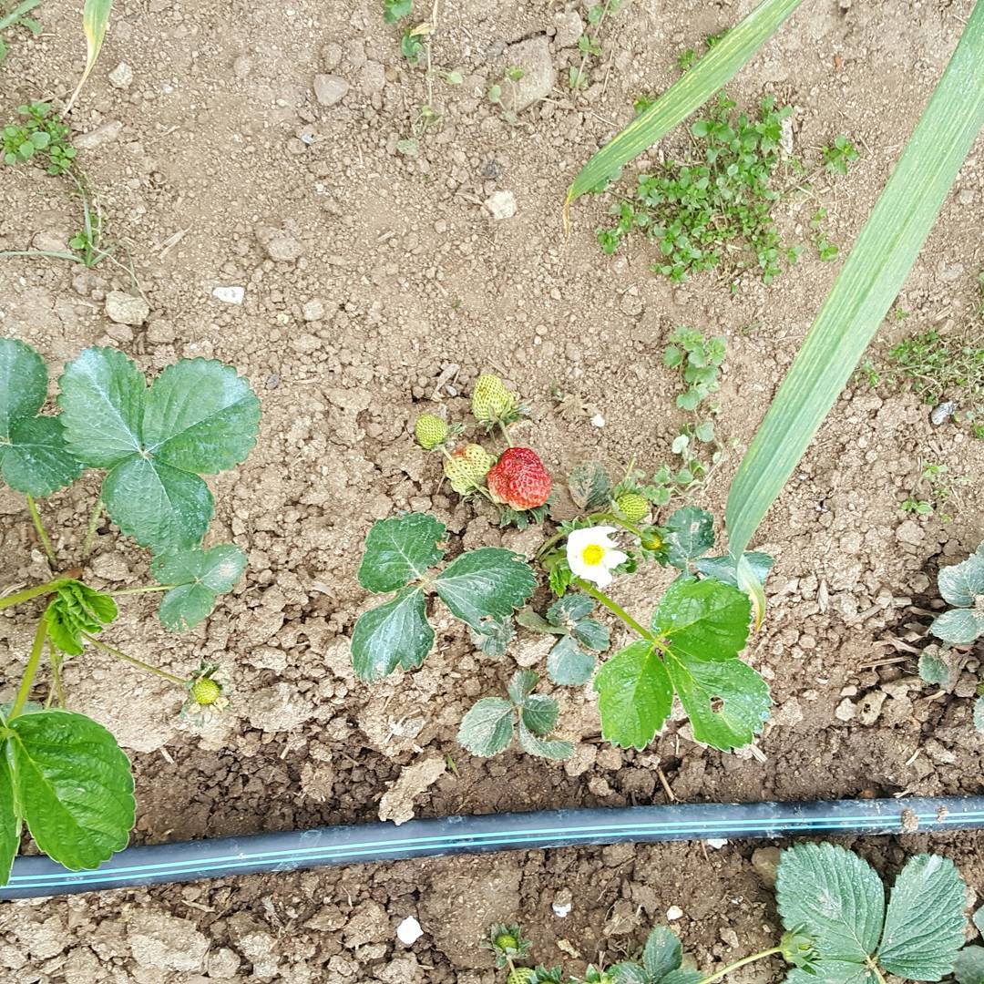 Detalle de verduras ecológicas de temporada cultivadas en los huertos