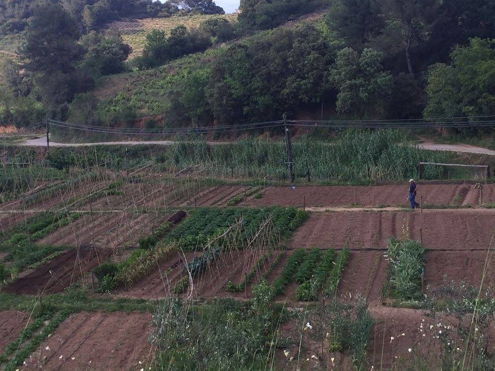 Horts urbans de Sant Fost - imatge 05