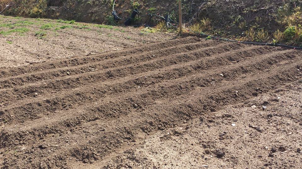 Horts urbans de Sant Fost - imatge 08