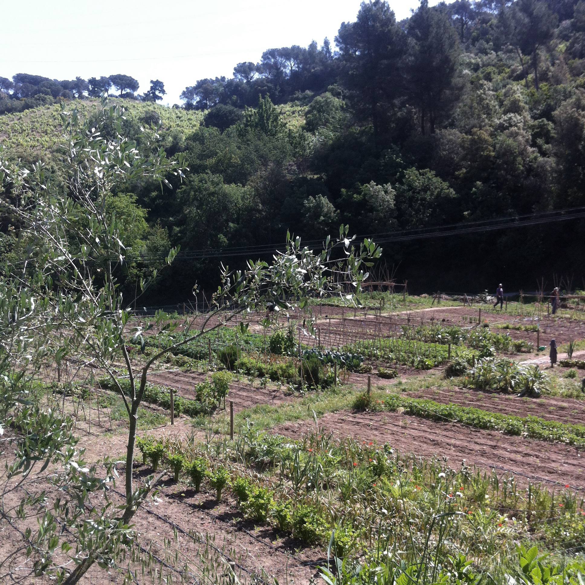 Horts urbans de Sant Fost - imatge 09