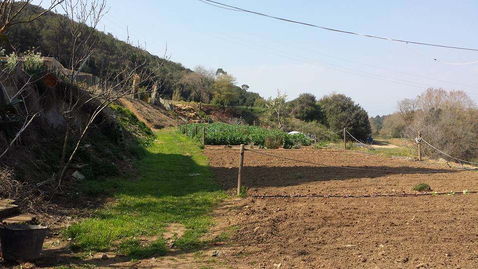 Horts urbans de Sant Fost - imatge 15