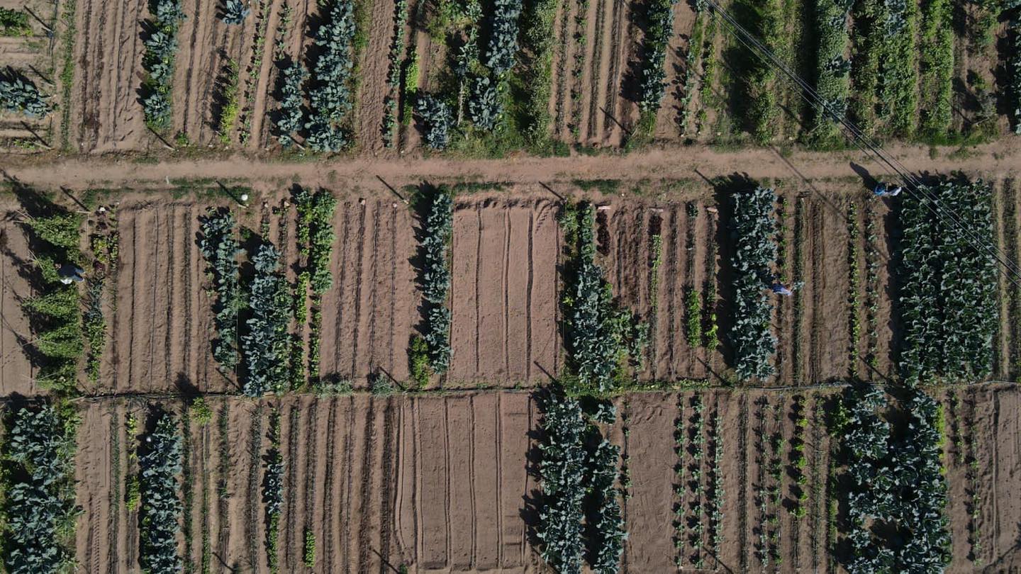 Horts urbans de Sant Fost - imatge 18