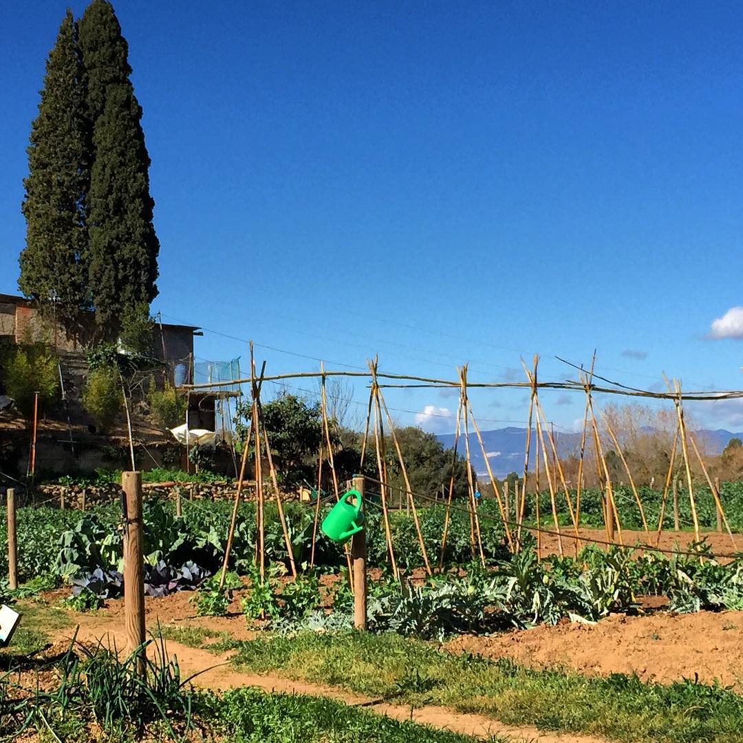 Parcel·la d'hort ecològic de 80m² a Sant Fost amb cultius de temporada