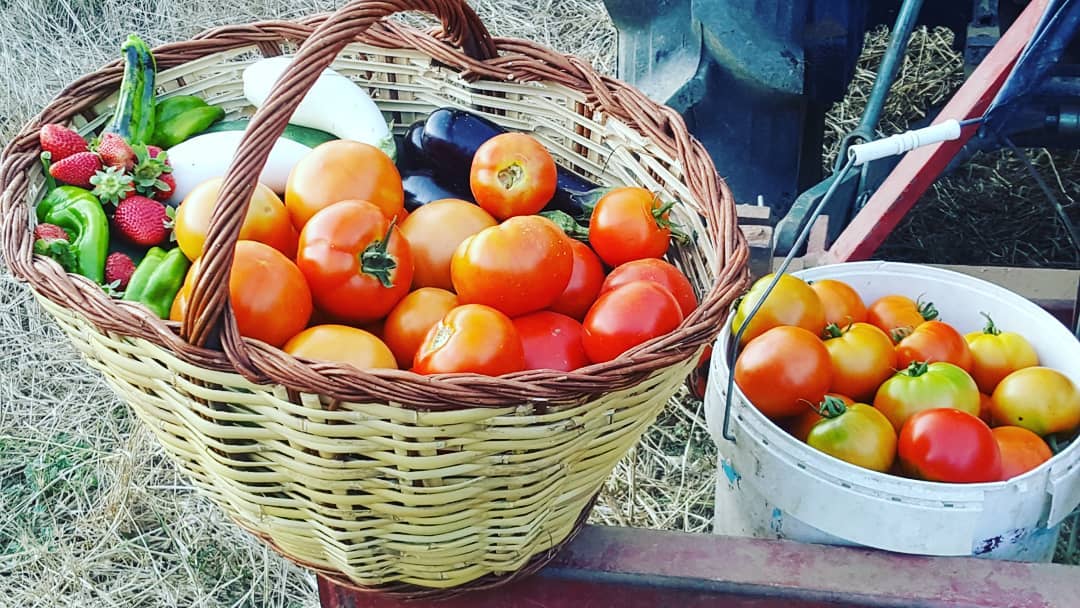 Plantes aromàtiques i verdures ecològiques cultivades als horts