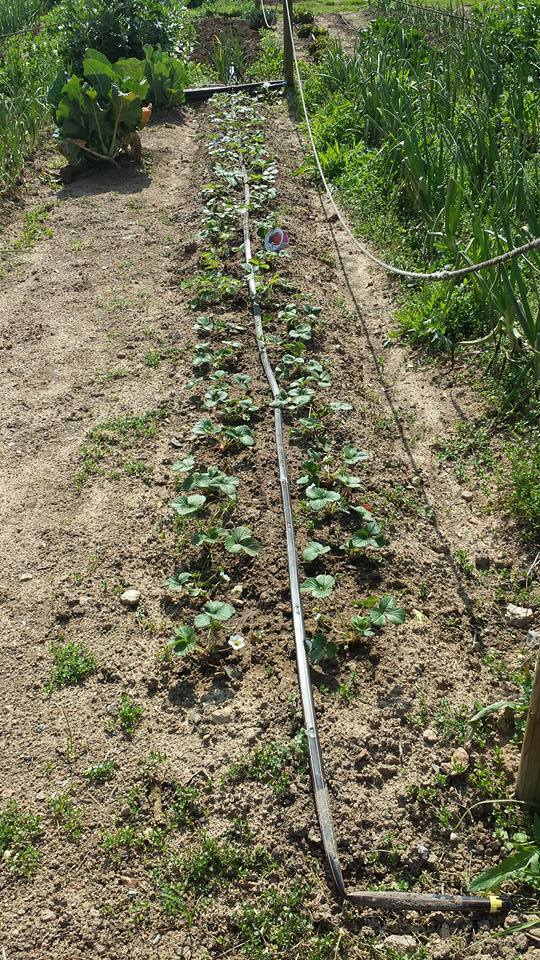 Plantes ecològiques de l'hort - imatge 08